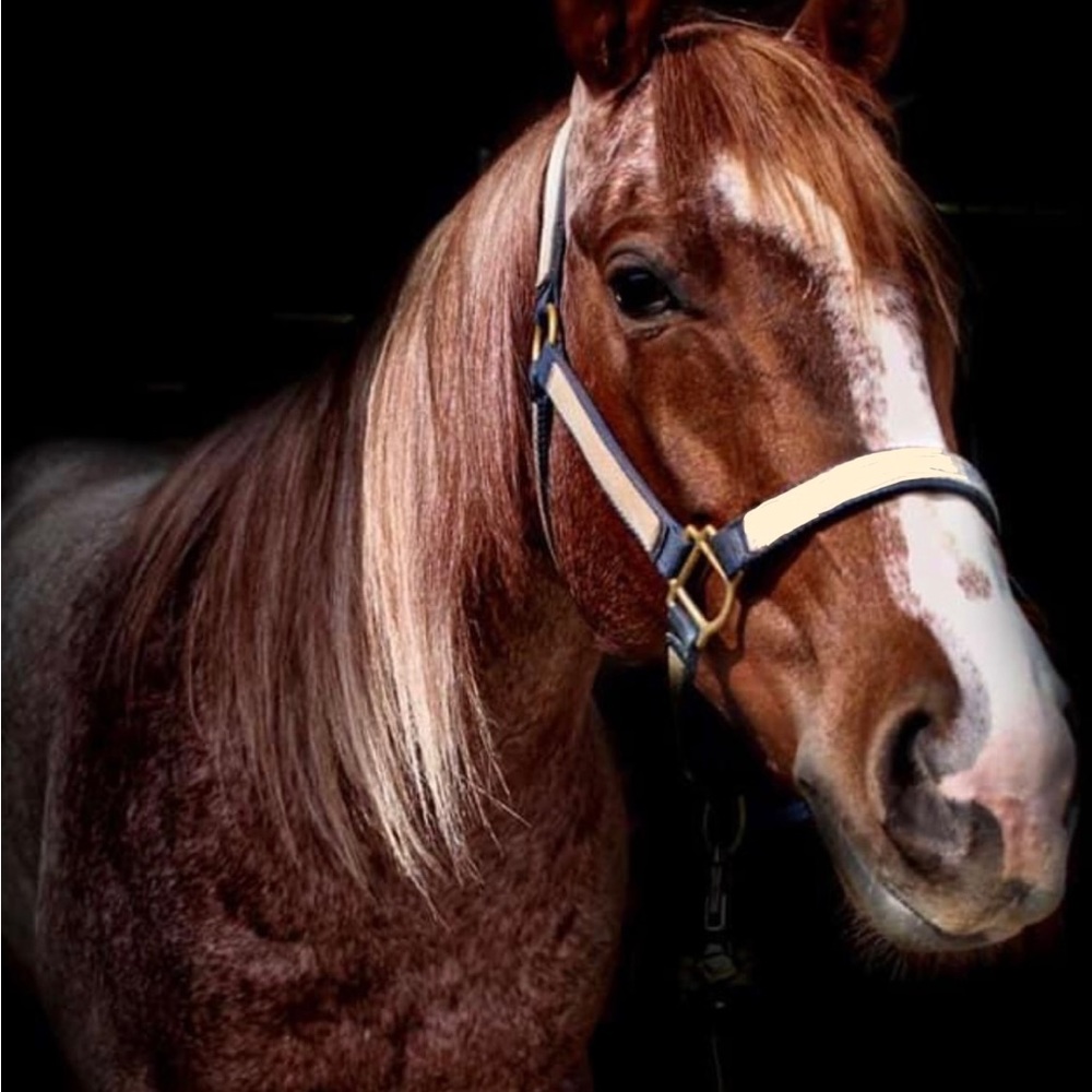 Meet your Posher, Karen